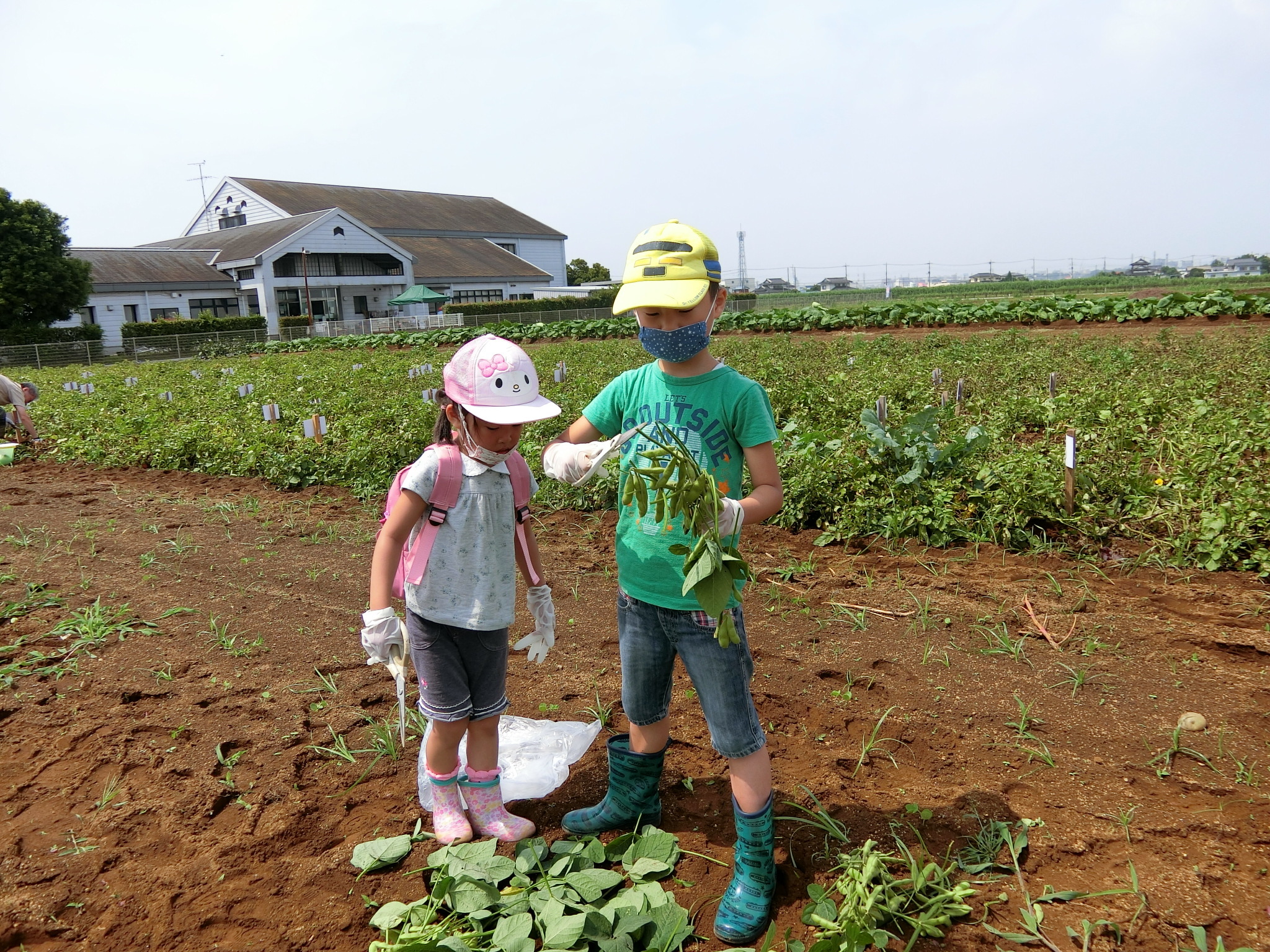 鮮度が大事！川越の代表的な夏野菜である枝豆の収穫体験
