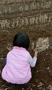 大豆の収穫・脱穀体験ときな粉づくり体験