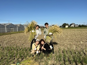 日本酒造りのための米「さけ武蔵」の稲刈り体験(さけ武蔵は埼玉県オリジナル品種です)