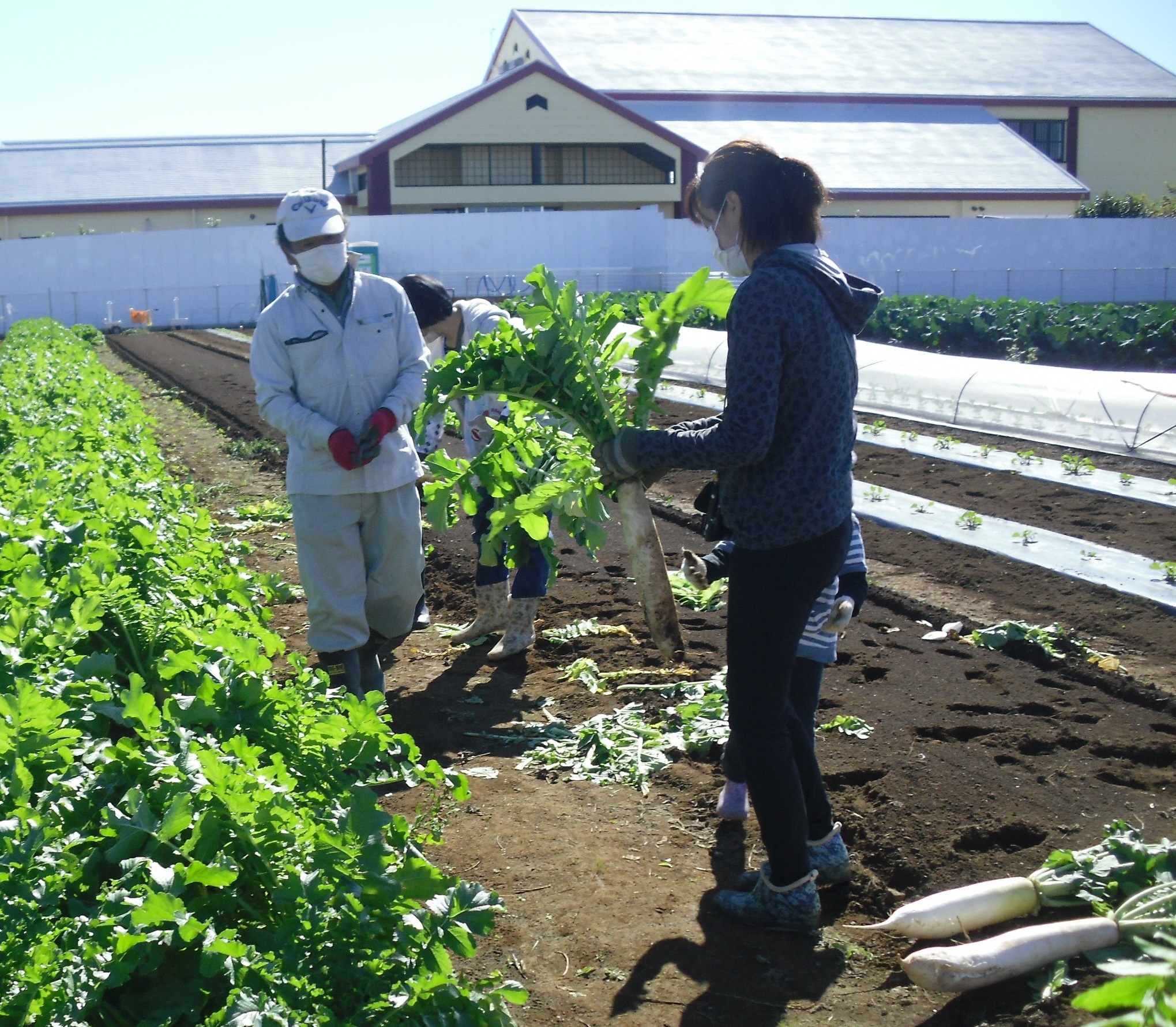 11月13日(土)に伝統野菜の収穫体験をしました！