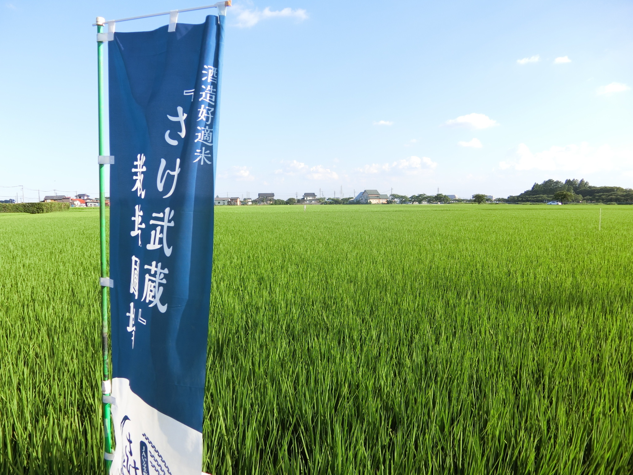 10月1日(土)埼玉県オリジナル品種の酒米「さけ武蔵」の稲刈り体験