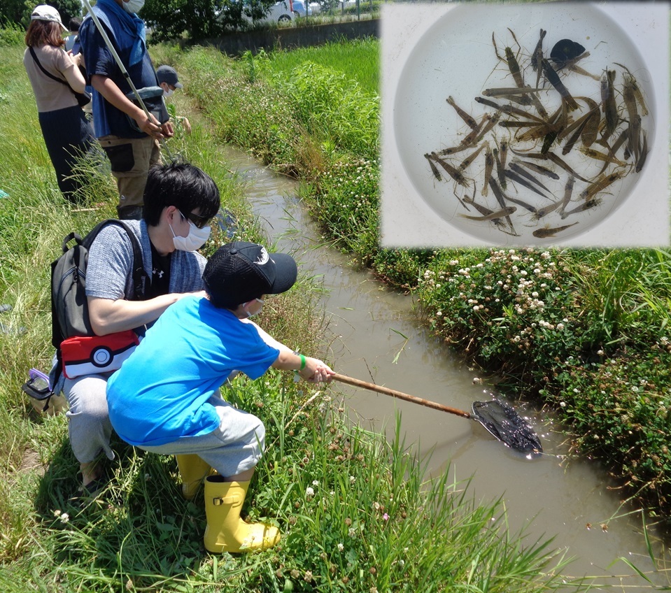 6月28日(土)田んぼの生き物調査と四手網漁体験