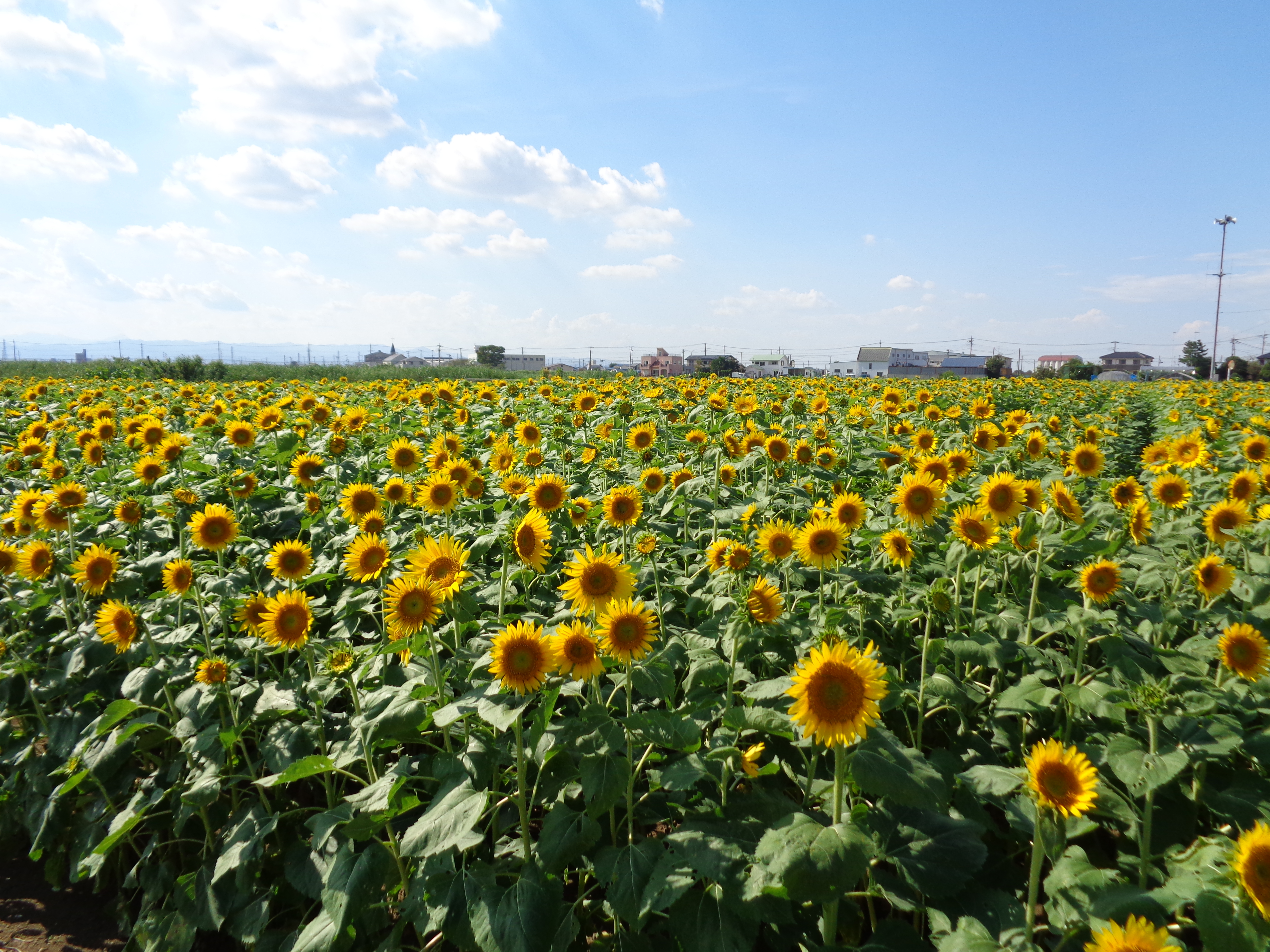 9月6日（土）～9月14日（日）　ひまわり畑貸し切り＆摘み取り体験
