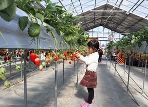 【Strawberry picking experience】Numata Grape and Strawberry farm