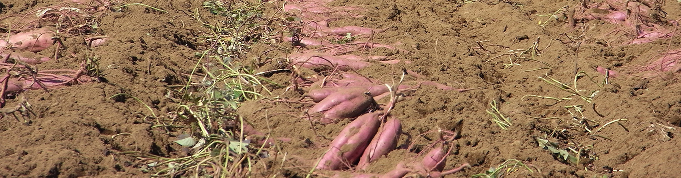 Kawagoe sweet potatoes