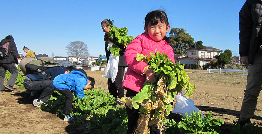 川越の伝統野菜「西町大根」の収穫体験と漬け物づくり体験
