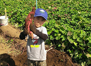 【Sweet potato digging experience】 Arahata-en Farm