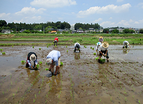 【Cancellation of Planting Rice experience 2020】 Kura in Garten Kawagoe Green Tourism Promotion Council